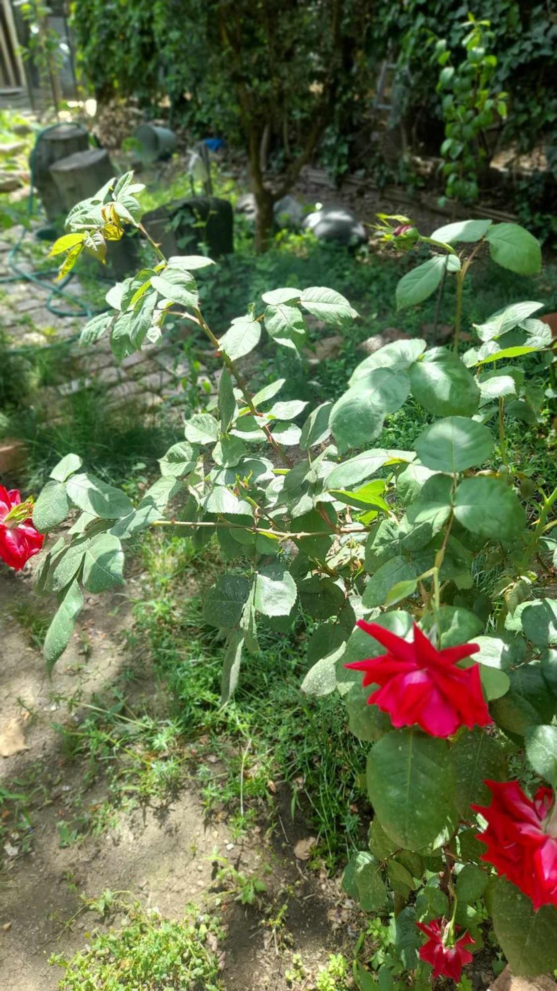 Hotel Gardens In Vake, Tiflis Exterior foto